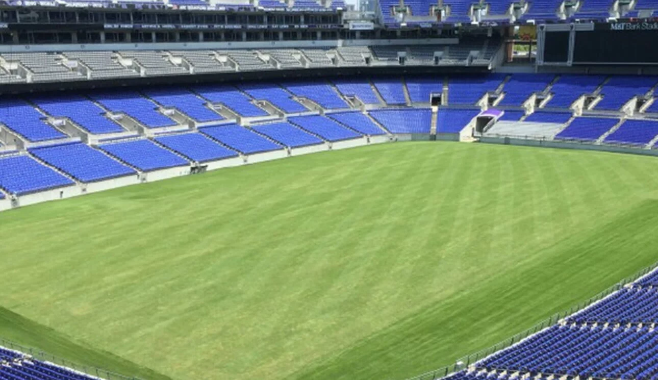 Natural Grass Field